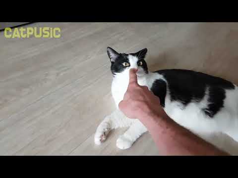 Cat video