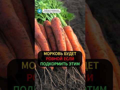 Одна ложка этого средства и морковь вырастет ровной и крупной #огород #дача #морковь #подкормка