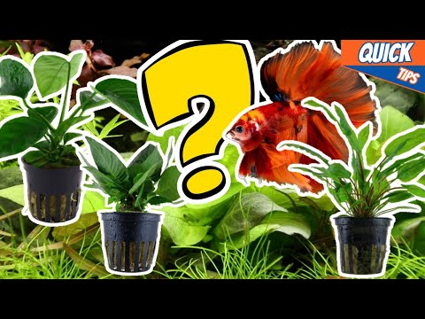 My Top 3 Plants For Betta Tanks