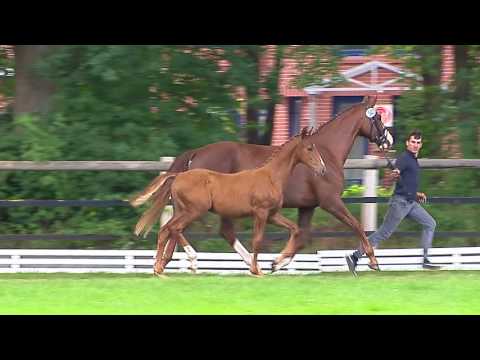 Pelzer, Vitalis-Soliman de Hus-Eiger I