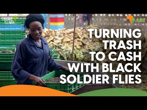 Turning trash to cash with Black Soldier Flies | Marula Proteen Farms