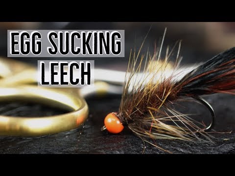 Egg Sucking Leech Fly