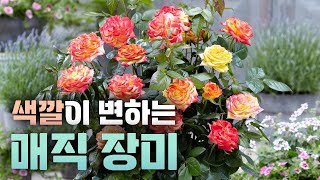 아침에 다르고 저녁에 달라진 색깔을 6개월간 경험 할 수있다면?