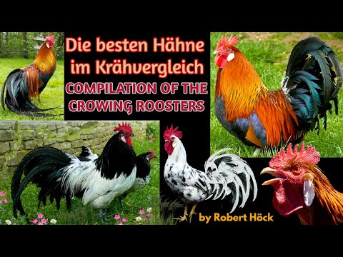 Compilation of crowing roosters! Serveral breeds: Silkie, Langshan, Faverolles, Marans, Pekin bantam