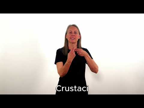 Crustaci - LSC
