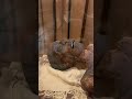 MUMMY Of Pharaoh | Firon MUMMY