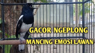 Download lagu Kacer gacor ngeplong ini sangat ampuh untuk terapi Kacer bahan agar cepat bunyi mp3 Download lagu Kacer gacor ngeplong ini sangat ampuh untuk terapi Kacer bahan agar cepat bunyi mp3