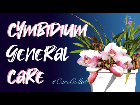 , title : 'Cymbidium General Care | Leca Self Watering | Hardy Vigorous Easy? 🤷🏼‍♀️ #CareCollab #ninjaorchids'