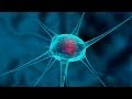 Cinema 4D Tutorial - How to make a 3D Nerve Cell ...