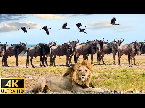 Survive the Wild Wildlife Laws