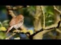 Rossignol du bois sauvage arranged for recorder, alto voice and guitar.wmv Rossignol du bois sauvage arranged for recorder, alto voice and guitar.wmv