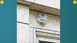 Funny Cats 2019 - Cute Cat 2019 - Mini Cat Videos Compilation #5