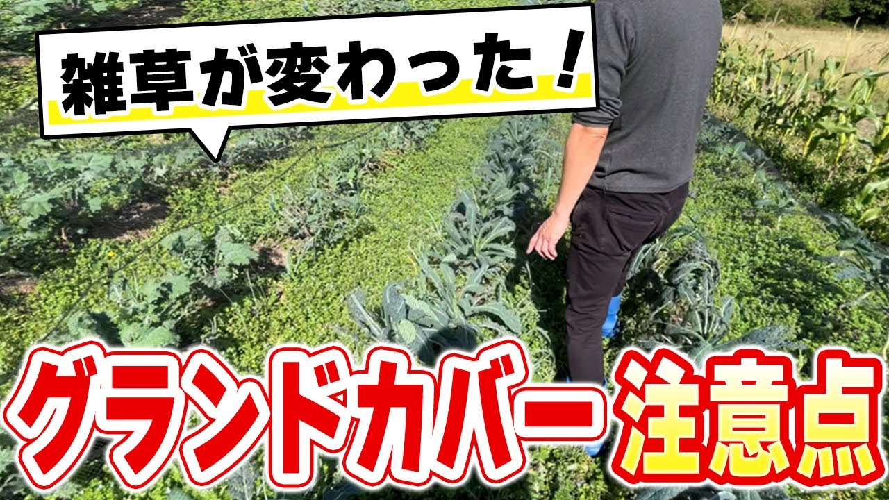 オオイヌノフグリが畑を覆うと草取りが激減する理由と自然農法の草管理