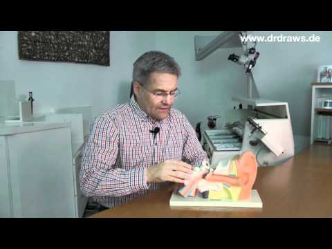 Lagerungsschwindel: Ursachen für den Drehschwindel und wie die Schwindel-Therapie funktioniert