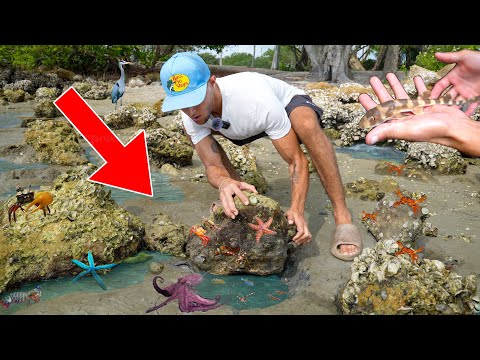 I Flipped BEACH ROCKS For HIDDEN SEA CREATURES!!