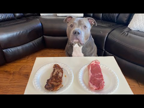 YouTube video about: Are buffalo lung steaks good for dogs?