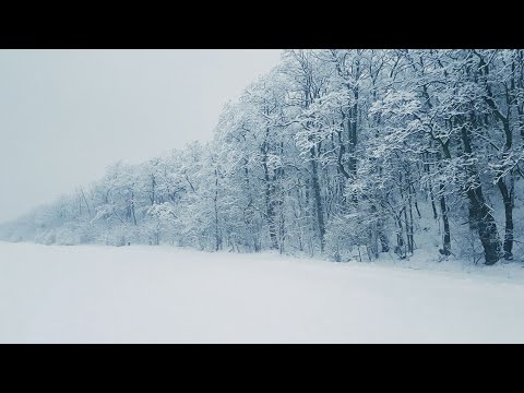 Bruit De La Neige Pour Dormir ⚡, se détendre ( Sons de tempête de neige dans la forêt )