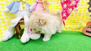 ハーフ犬の動画01