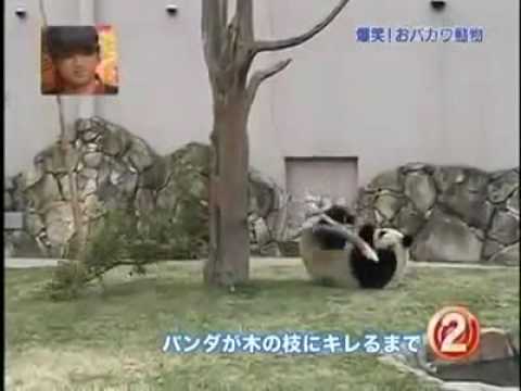 熊貓 生氣樣子很可怕
