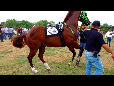 **CARRERAS DE CABALLOS**SEMIFINAL EL ENAMORADO**