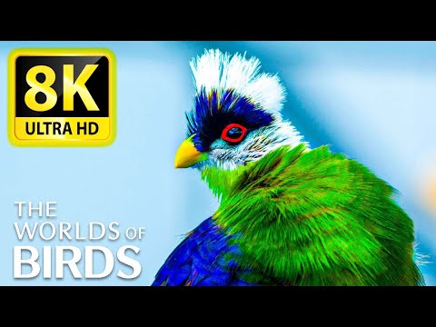 8K VIDEO WITH THE BIRD WORLD - 8K ULTRA HD VIEW