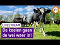 LIVE: Koeien gaan de wei weer in! | Omroep Gelderland