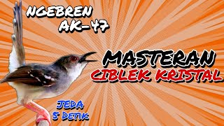 Download lagu 🔴Masteran Ciblek Kristal Gacor Jernih Ngebren AK-47 Cocok Untuk Latih Burung Lomba Anda?#suaraciblek mp3