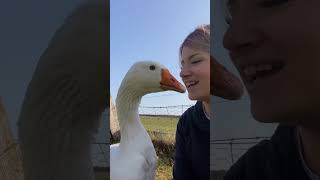Goose Thinks Woman Is His Wife | The Dodo by The Dodo