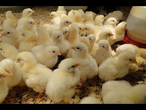 Tov pilića za svoje potrebe - u čemu najviše grešimo?