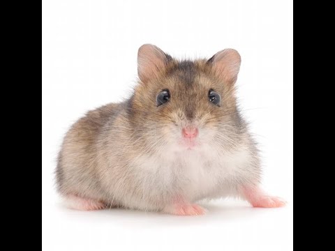 now what the hell is this (Find The Chomiks Shitpost)