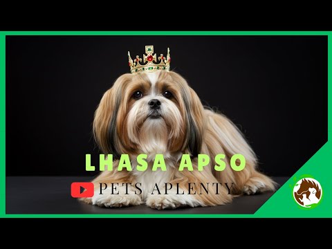 The LHASA APSO Secrets You NEVER Knew!
