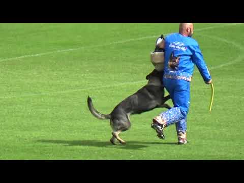 2019 WUSV WM in Modena 107 KOR‐4 WOO AH MI   NANCY OF AUTOBAHN M C0 NQ