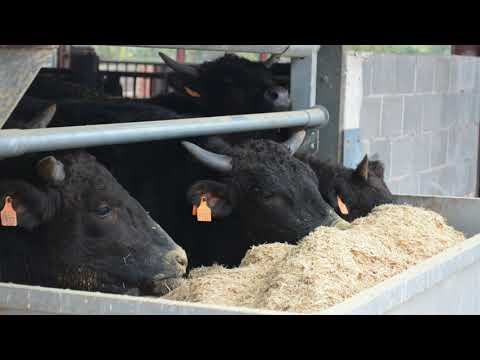 Fotograma del vídeo: Explotación de ganado vacuno de raza Wagyu en La Rioja