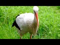 WHITE STORK OOIEVAAR IN DUTCH