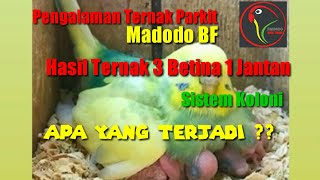 Download lagu Ternak Parkit; Sistem Koloni; 3 Betina 1 Jantan mp3