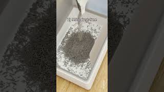 BEST Cat Litter for a Clean Home