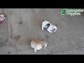 French Bulldog dogs for sale: Tommy - Video 1