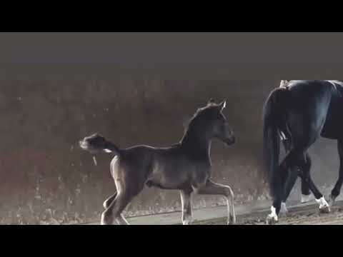 HF v Escamillo x Maracana