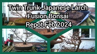 Twin Trunk Japanese Larch Fusion Bonsai Repot Jan 2024