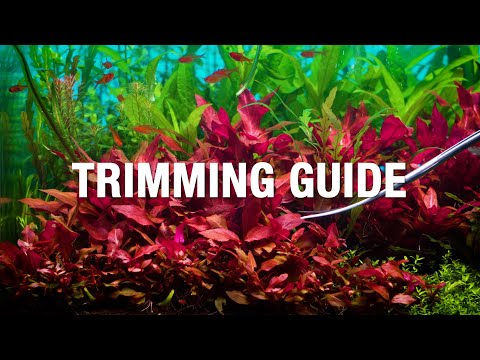 HOW TO TRIM AQUARIUM PLANTS | Beginner’s Guide to Aquascaping Maintenance