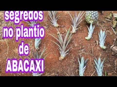 , title : 'SEGREDOS PARA PLANTAR ABACAXI/DICAS DE PLANTIO DE ABACAXI FÁCEIS'