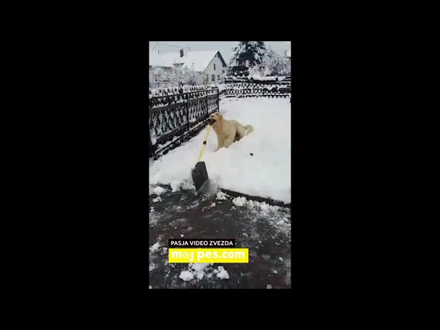 Goldie – Video natečaj 2020 – Revija Moj Pes #Goldie #MojPes