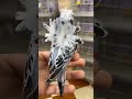 Hogoromo Double Flowers Budgie #budgies #hogoromo #flowers #lovebirds #parrot #bird #pets #sparrow