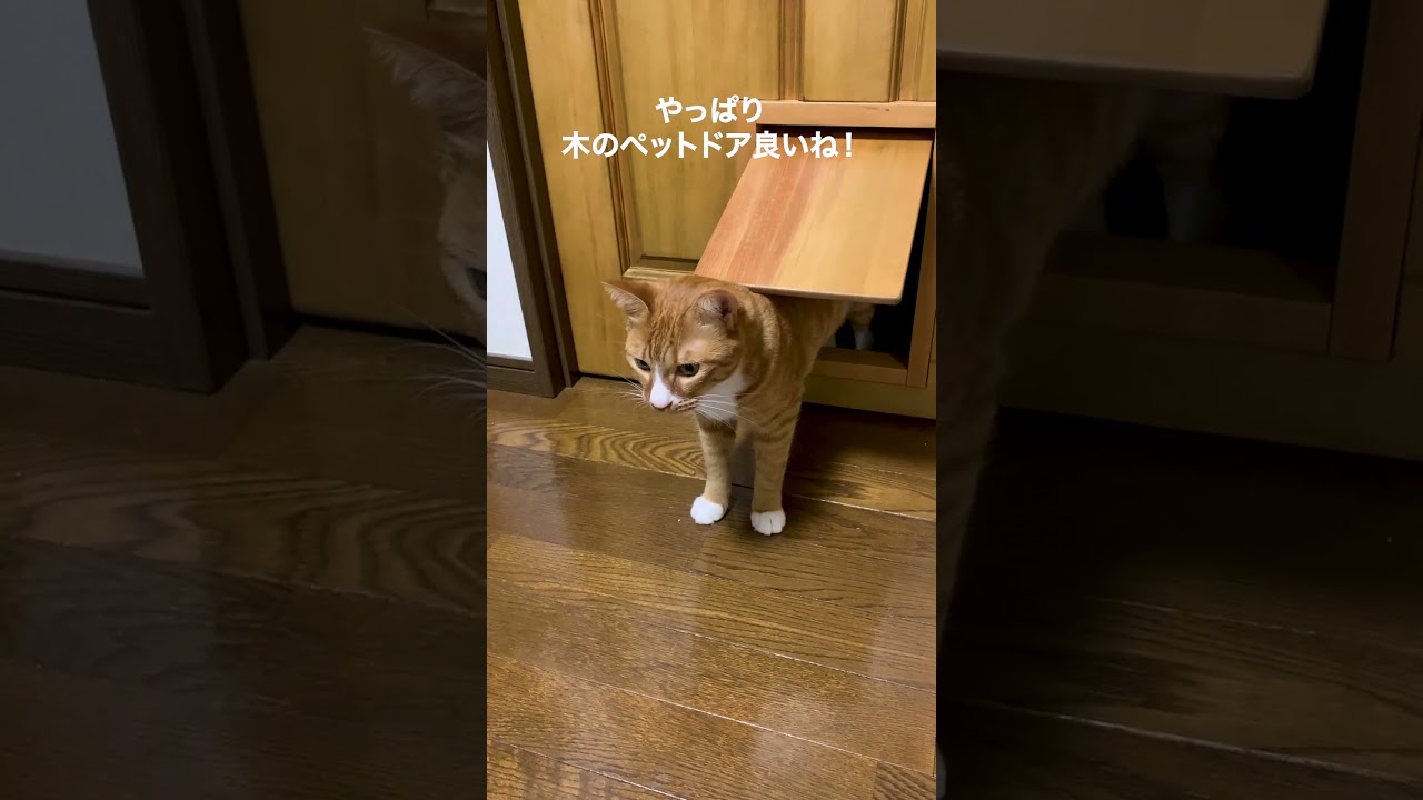 職人手作りのペットドア　#ねこ #猫 #猫のいる暮らし