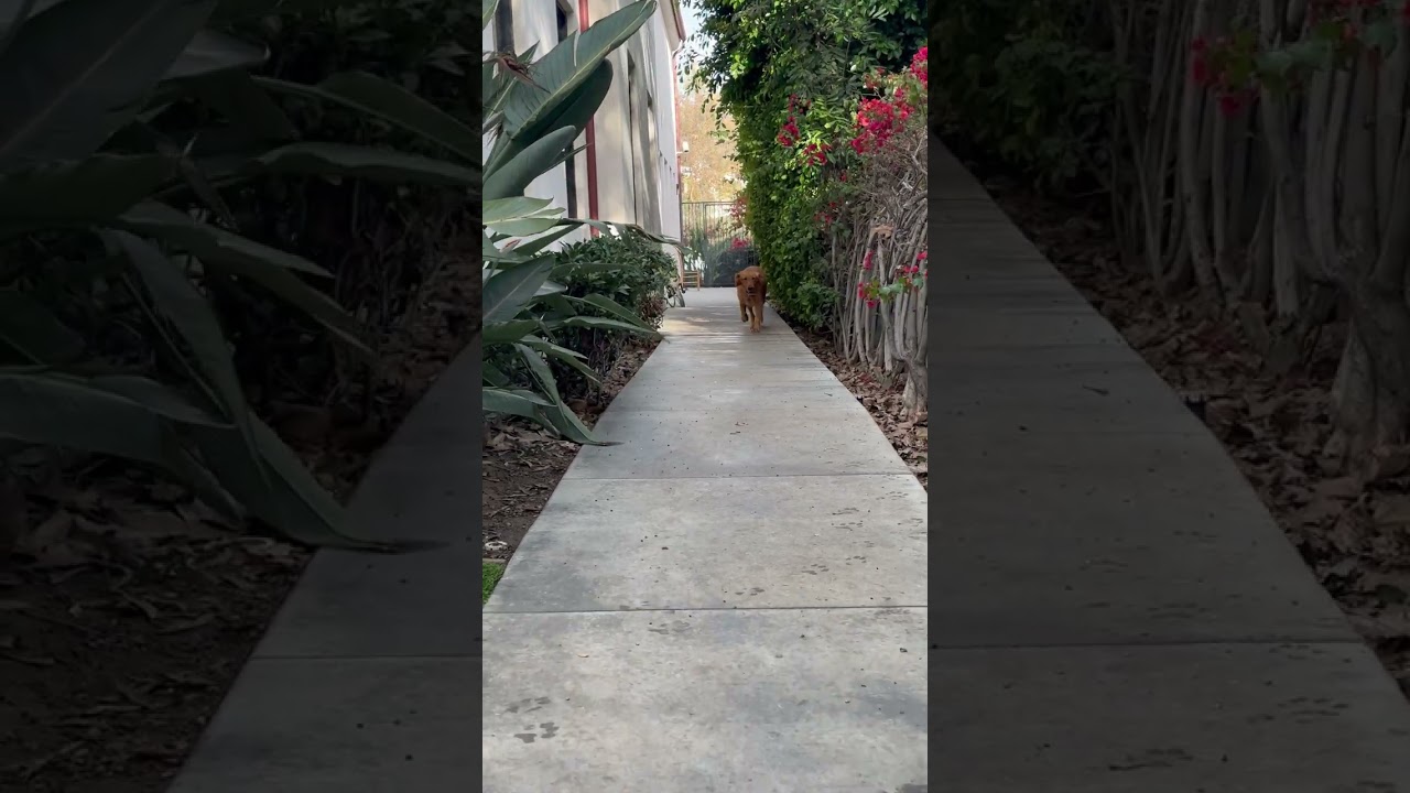 Enlarge Holly, a ADOPTABLE Golden Retriever in Los Angeles, CA video 6/6