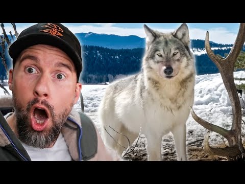 Das BESTE Video das ich JEMALS gesehen habe – Wölfe gefilmt von Jake Davis | Robert Marc Lehmann