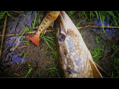 Fiskeäventyr i jakt på gädda och abborre | Bollstafiske