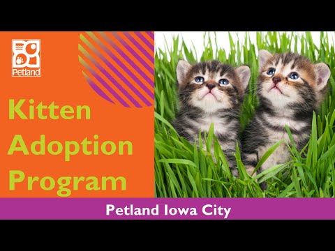 Petland Iowa City’s Kitten Adoption Program