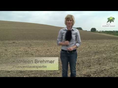 19. Feldexkursion: Zu welchem Zeitpunkt Raps drillen? - NU Agrar, 19.08.2015