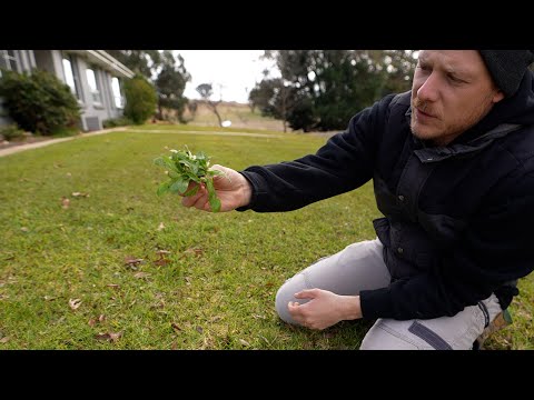 How to identify and Kill Weeds in Your Lawn
